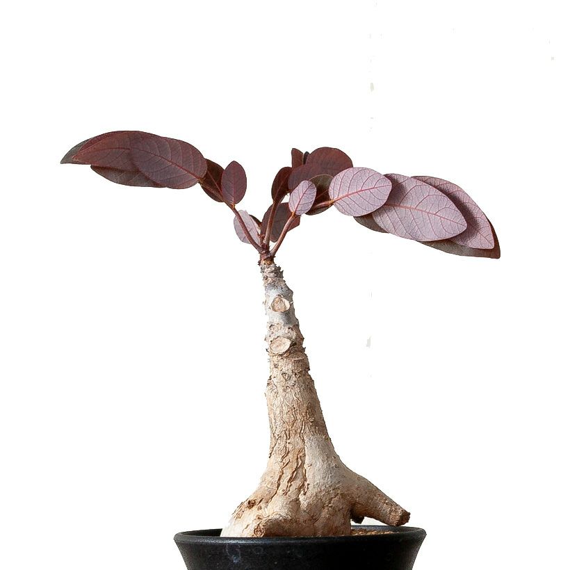 写真更新】【特大】フィランサスミラビリス 塊根植物 観葉植物