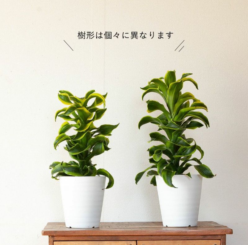 斑入りドラセナトルネード成長遅い品種|植え替えなど育て方付き 斑入りドラセナトルネード成長遅い品種|植え替えなど育て方付き