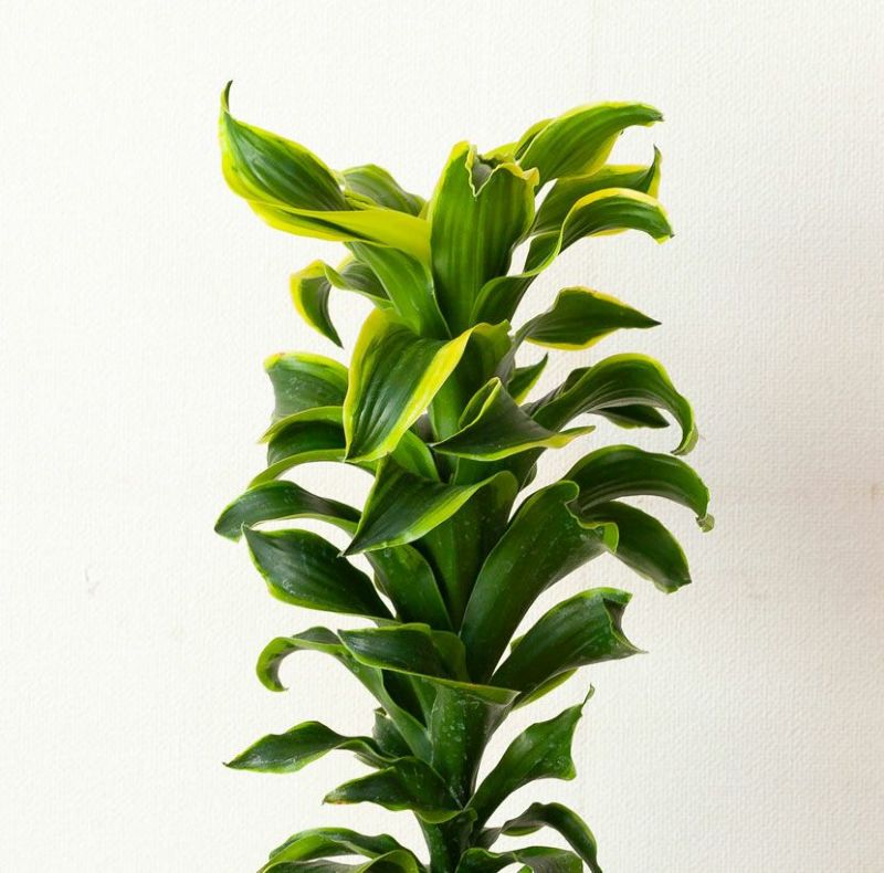 斑入りドラセナトルネード成長遅い品種|植え替えなど育て方付き 斑入りドラセナトルネード成長遅い品種|植え替えなど育て方付き