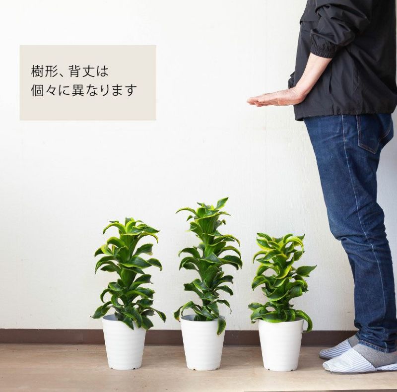 斑入りドラセナトルネード成長遅い品種｜植え替えなど育て方付き