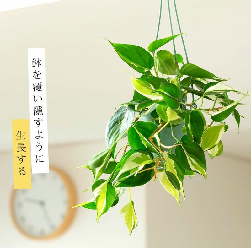 フィロデンドロン「クリームスプラッシュ」