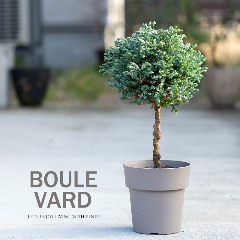 ボールバードを不織布プランターに入れて