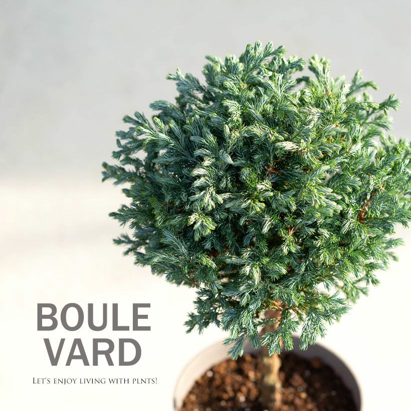 コニファー ボールバードの鉢植え｜大きくならないスタンド剪定