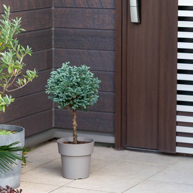コニファー ボールバードの鉢植え｜大きくならないスタンド剪定