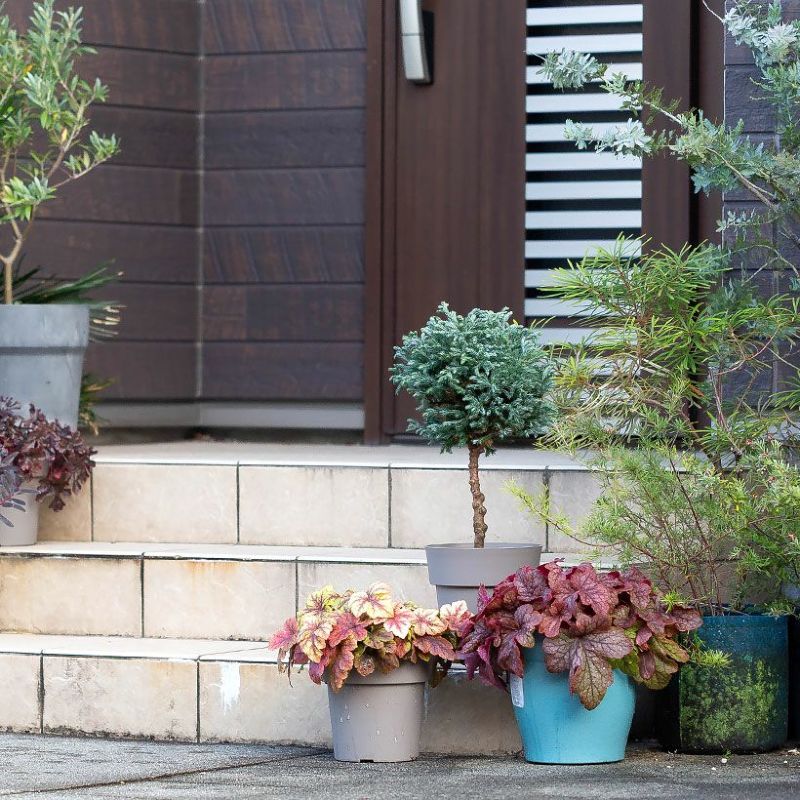 コニファーのボールバードの銀灰色の葉