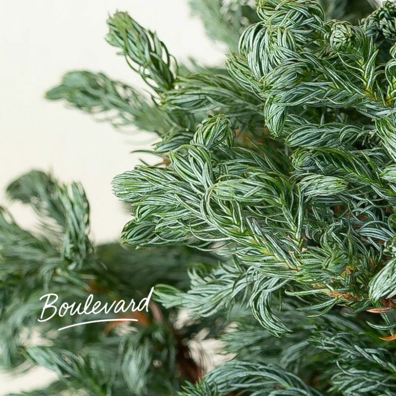 コニファーのボールバードの樹形について