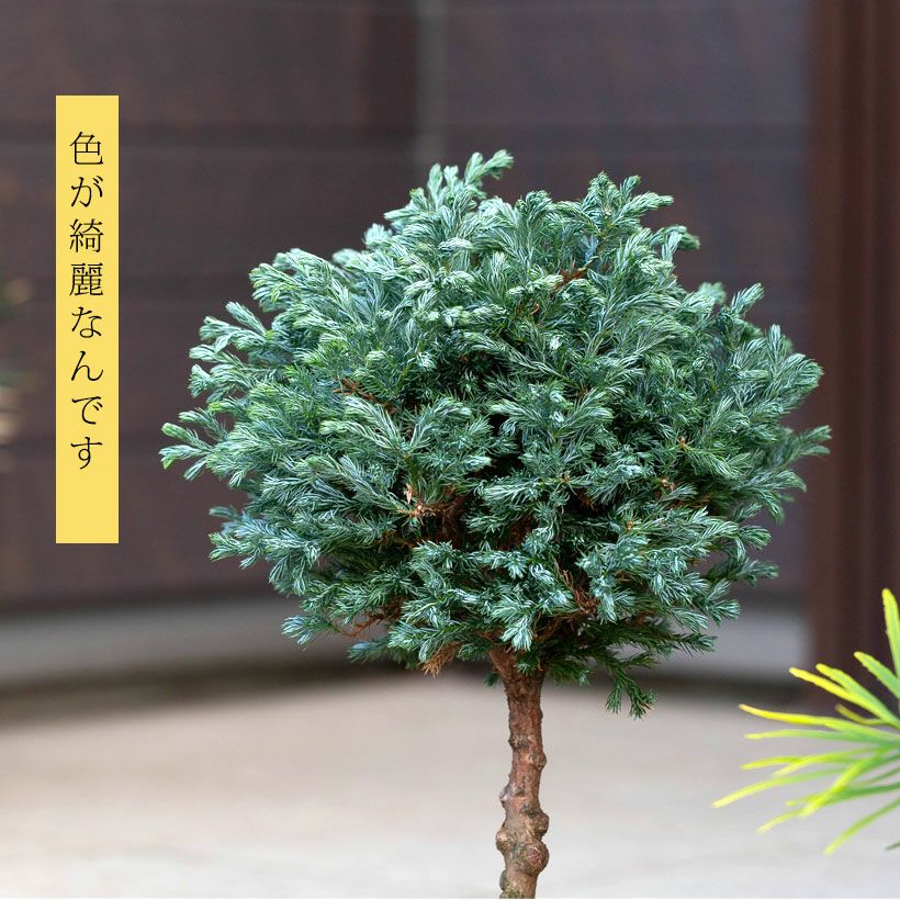 コニファー ボールバードの鉢植え｜大きくならないスタンド剪定