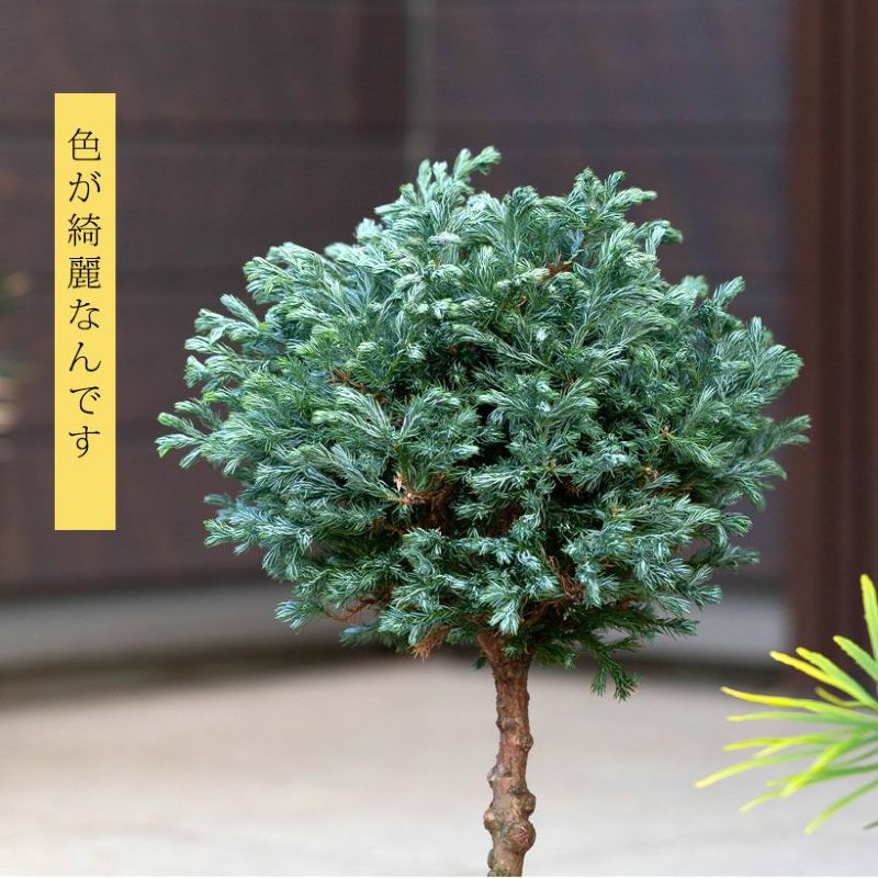 ボールバードを不織布プランターに入れて