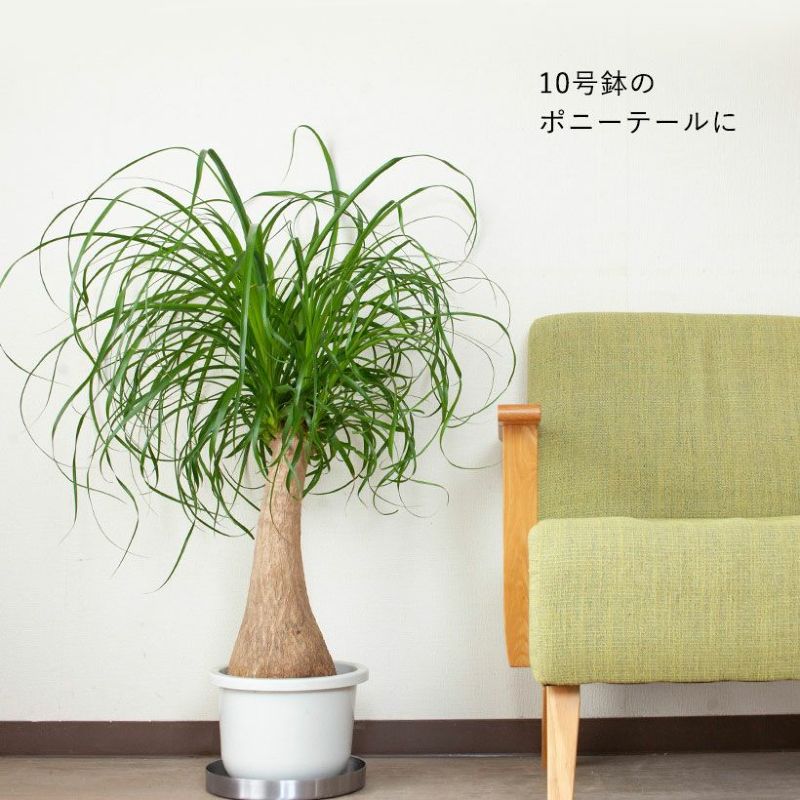 Willing plant 鉢(受け皿付き) Willing plant 鉢(受け皿付き) Amazon.co.jp: Greenship 植木鉢 受け皿