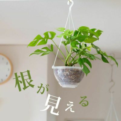 透明の吊り鉢（ネガミエルAIR）