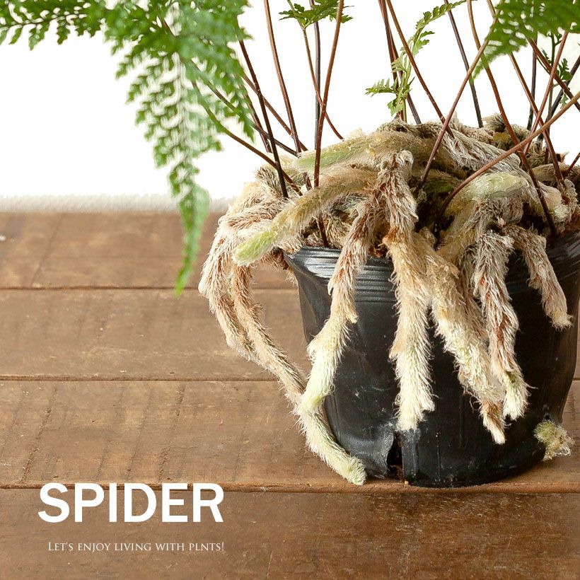 トキワシノブ・スパイダー | [公式]e-花屋さん