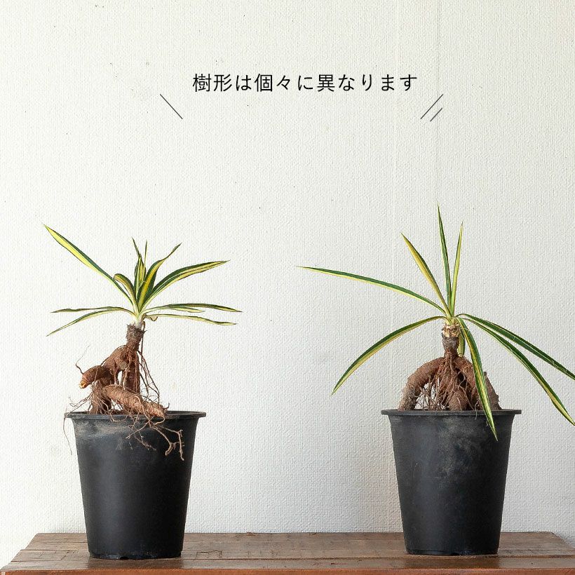 ユッカカラーガード寒さに強い斑入り品種！ガーデニングにも