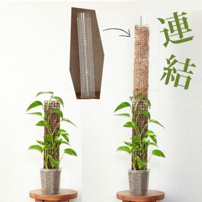 連結して長く伸ばせる！植物の登り棒モンスターポール（50cm）