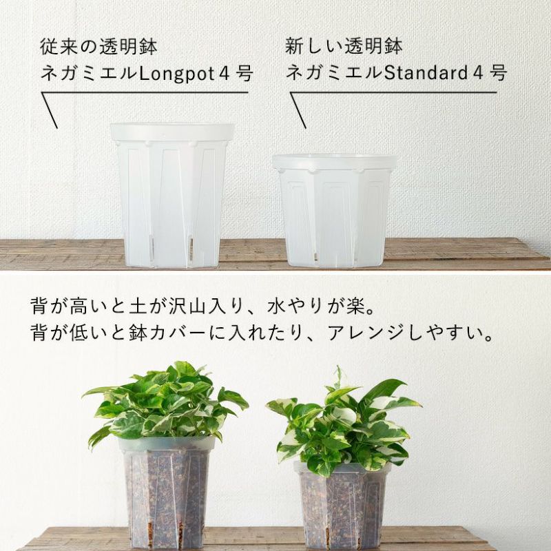 ネガミエル鉢シリーズ