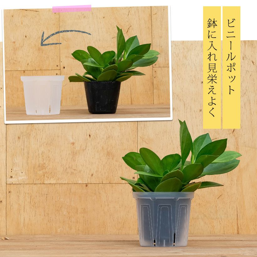 サイズごとの植替え例