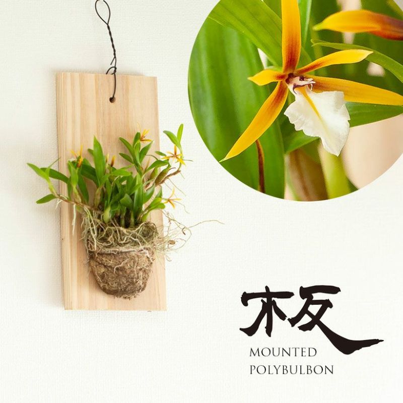 ポリブルボン板付け|花芽付き原種:育て方付きで着生に期待 ポリブルボン板付け|花芽付き原種:育て方付きで着生に期待