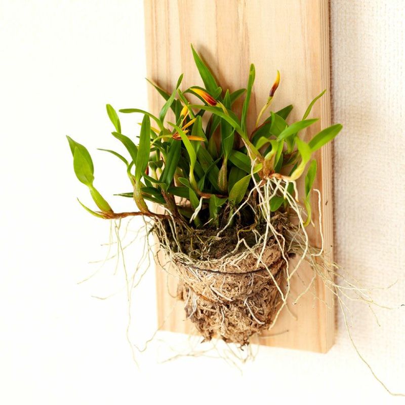 ポリブルボン板付け|花芽付き原種:育て方付きで着生に期待 ポリブルボン板付け|花芽付き原種:育て方付きで着生に期待