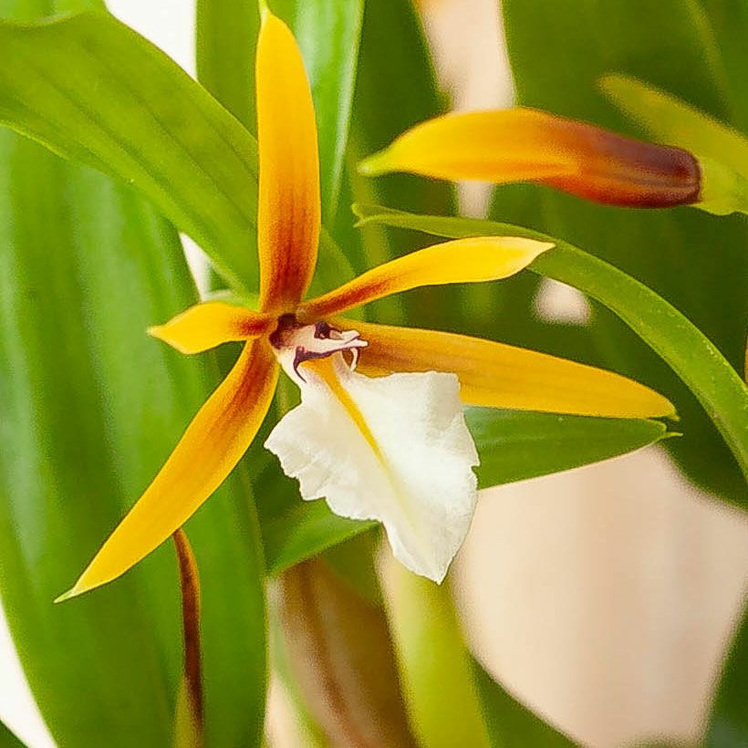 ポリブルボン板付け｜花芽付き原種：育て方付きで着生に期待