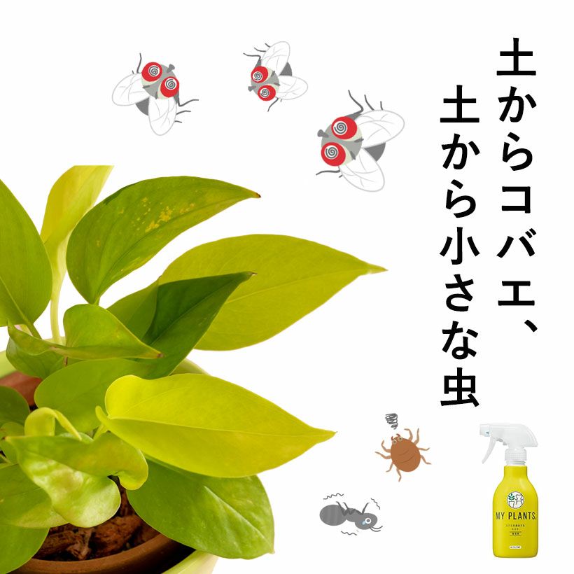 コバエを退治するミストの画像