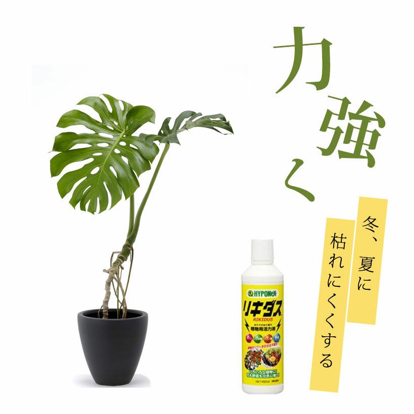 植物用活力液リキダスの画像