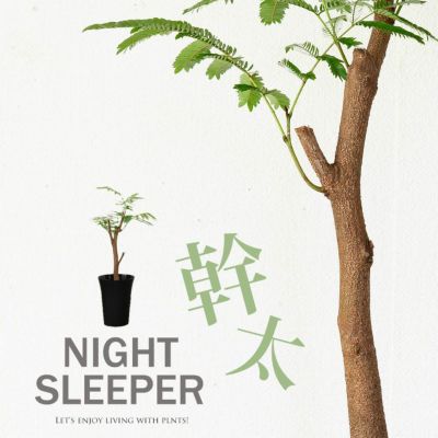 ★本日限定お値引き中★2メートル　幹太　エバーフレッシュ ☆お値引き中☆2メートル 幹太 エバーフレッシュ