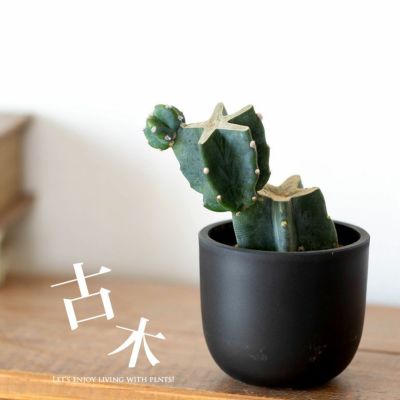 ジグザグ柱サボテン。丸っこい、可愛い鉢に植えて（ブランチ仕立て）