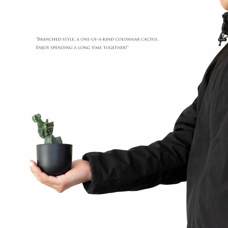 サボテン：柱サボテン ブランチ 7号鉢植え24-03 の通販 | 園芸ネット