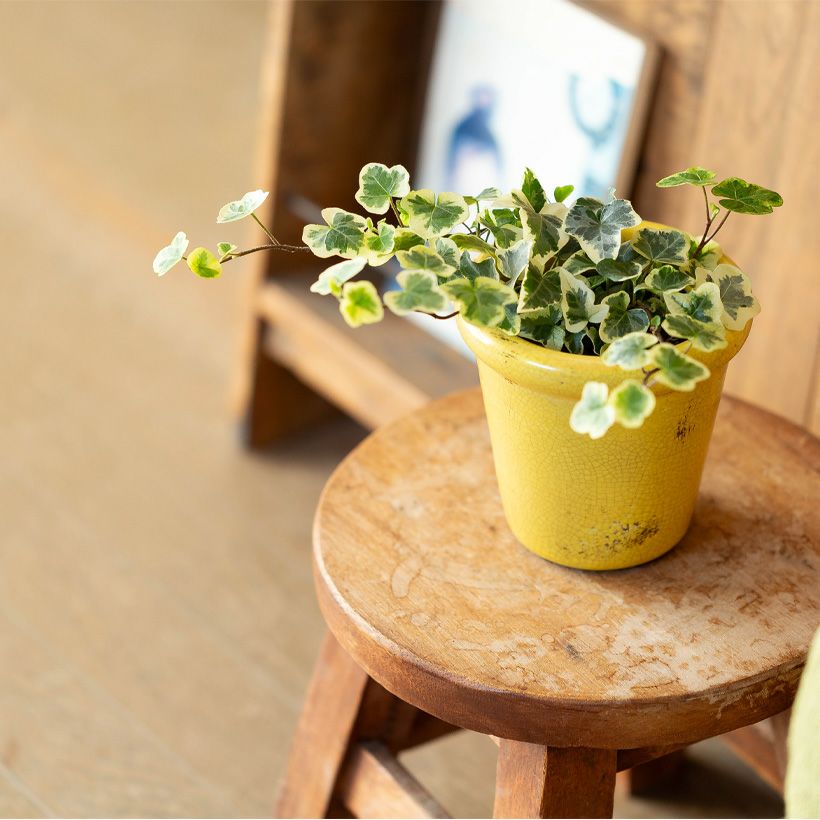 観葉植物の植え替えはこの鉢が人気！「4色」から選べる陶器鉢e-花屋さん