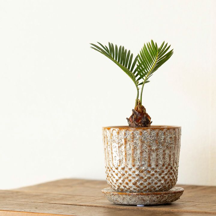 でこでこキュート。キュート＆リッチな植木鉢（10.5cm） | [公式]e