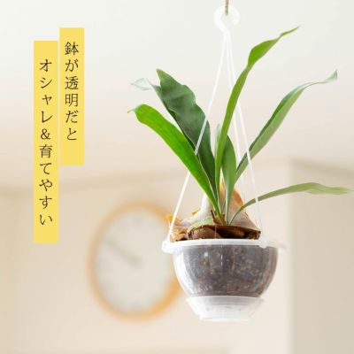 コウモリランを「ねこチップ」で植えた「ネガミエルAIR」で楽しんで♪