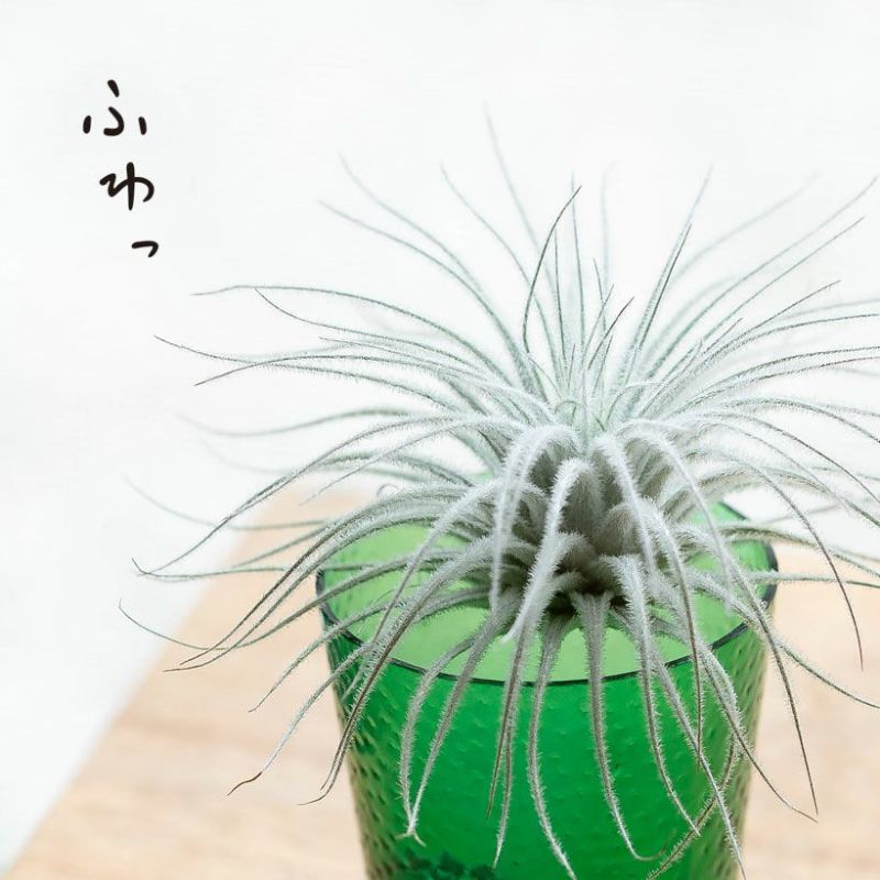 希少 ポトス グローバル 鉢植え NO.2 珍しい