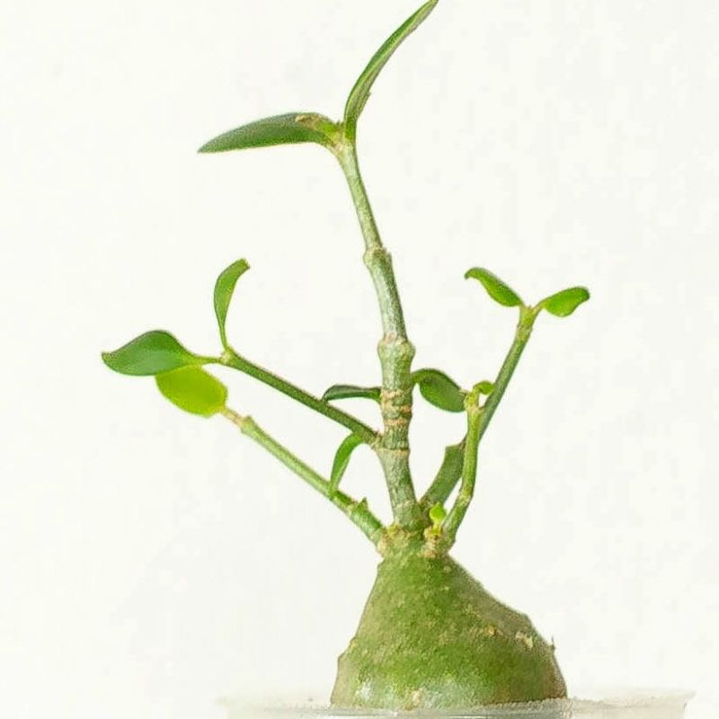 蟻植物❤️ヒドノフィツムパプアナム❤️2.5号ミニ蘭鉢植え