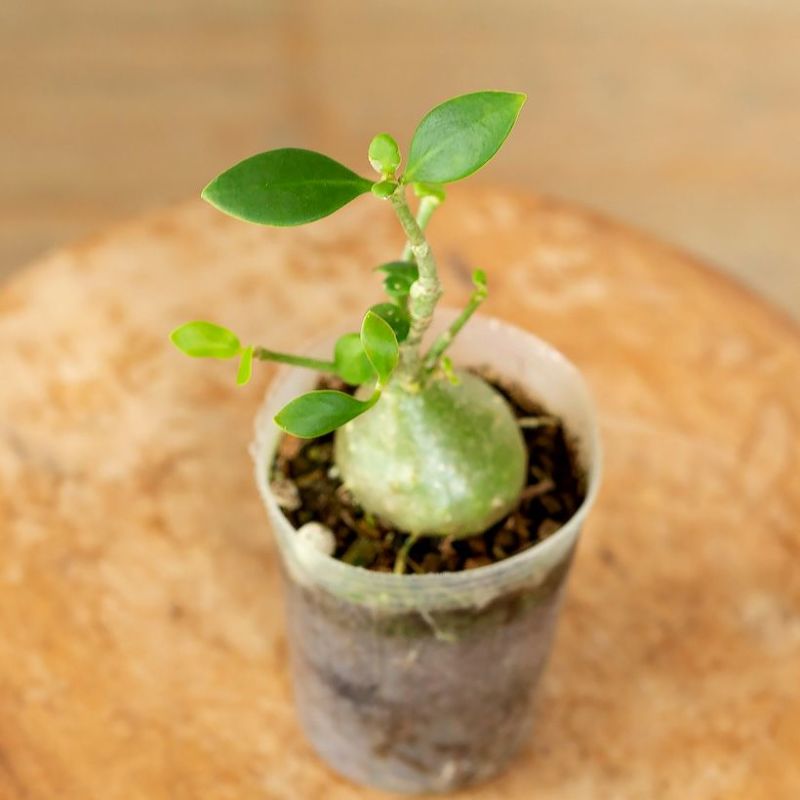 楽天市場】（観葉植物）ヒドノフィツム パプアナム 2〜3号（1