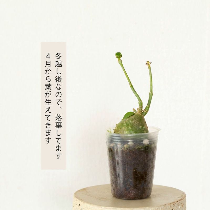 アリ植物ヒドノフィツムパプアナム 楽天市場】（観葉植物）ヒドノフィツム パプアナム 2〜3号（1