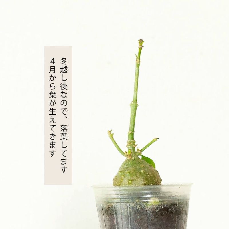 蟻植物❤️ヒドノフィツムパプアナム❤️2.5号ミニ蘭鉢植え