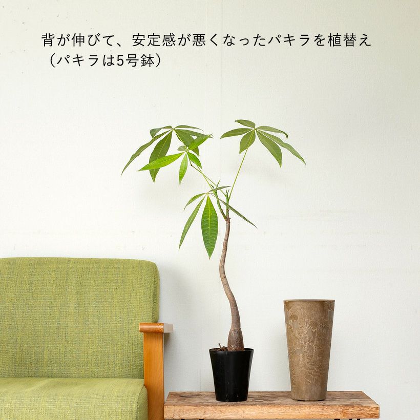③超希少イタヤカエデ「名栗錦」接木大苗 5号鉢 YATAGARASU / No.8 Type A 004 / S / 約 φ9.5cm / 植木鉢 – ハチラボ