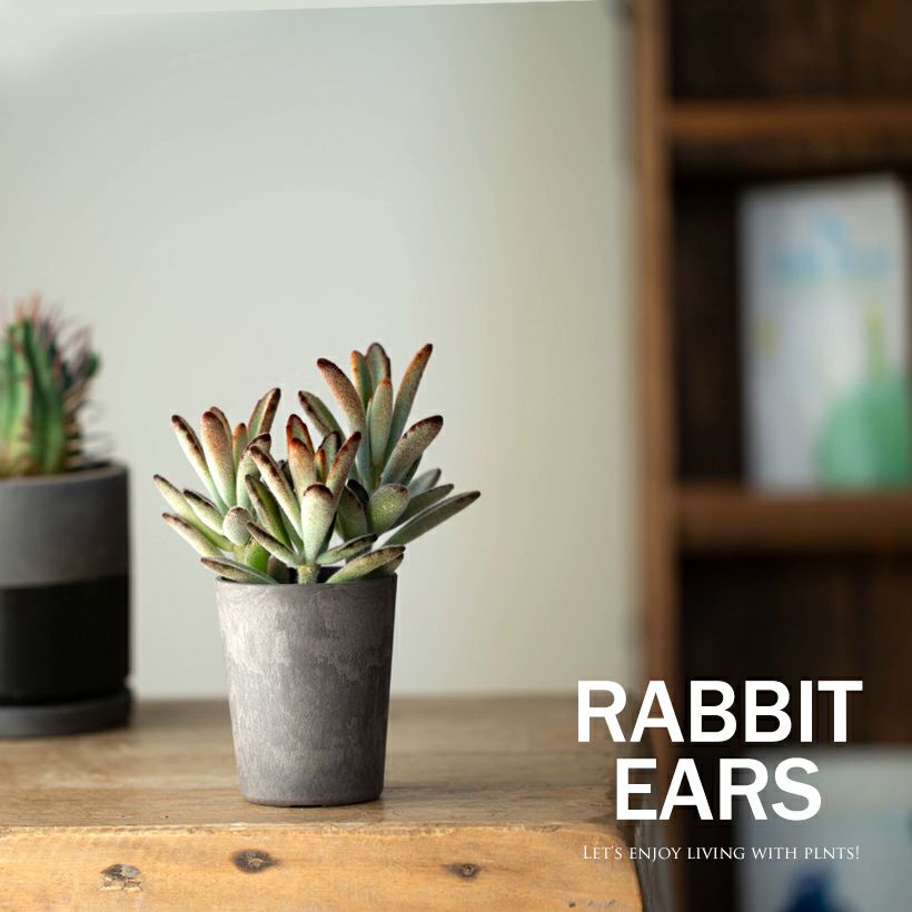 クロトジ（黒兎耳）カランコエの人気種！ツキトジと比べ茶褐色