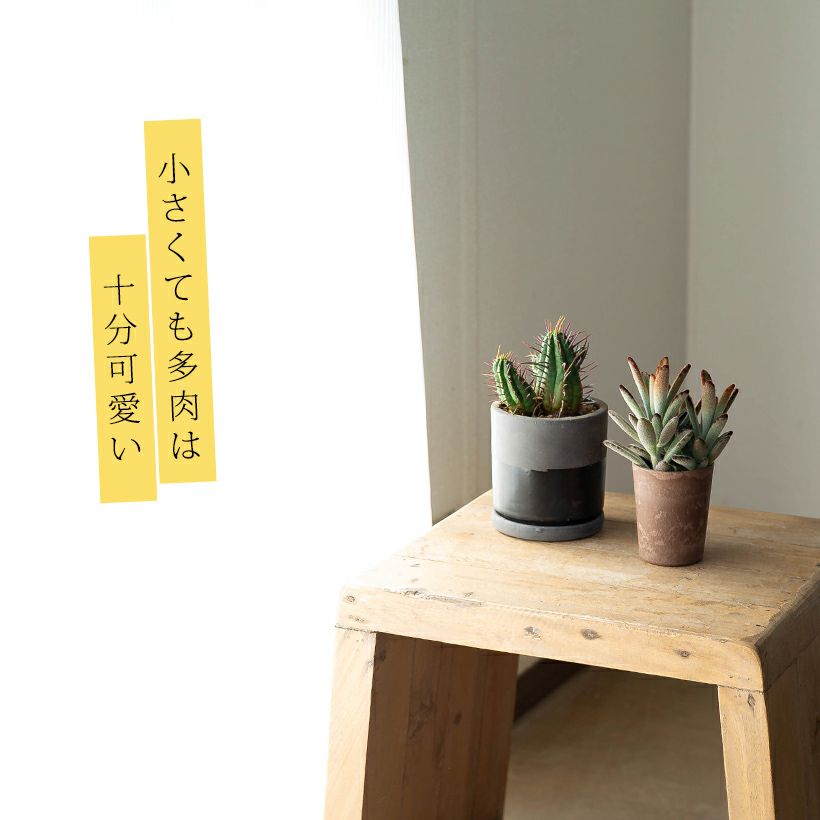 Top【選抜株】多肉植物　264058メドゥーサー綴化　12個　鉢無し/脱土 クロトジ（黒兎耳）カランコエの人気種！ツキトジと比べ茶褐色