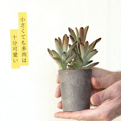 小さくて可愛らしい！クロトジ（黒兎耳）※鉢の色はお任せです