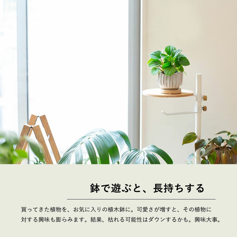 可愛らしい陶器鉢｜ヘデラ、ペペロミアなどミニ観葉植物にお勧め