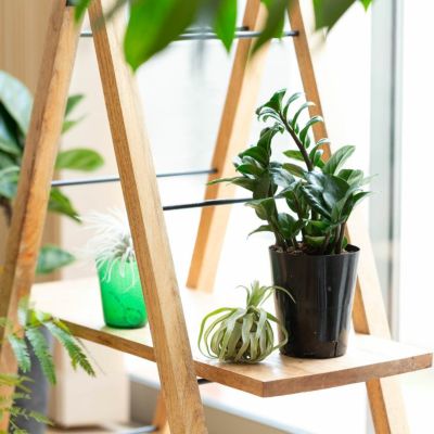 ザミオクルカス・ゼンジー（陰に強い観葉植物）