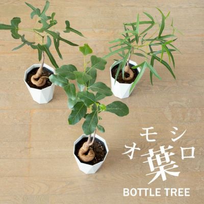 葉が面白いボトルツリー（ブラキチトン・ポプルネウス）