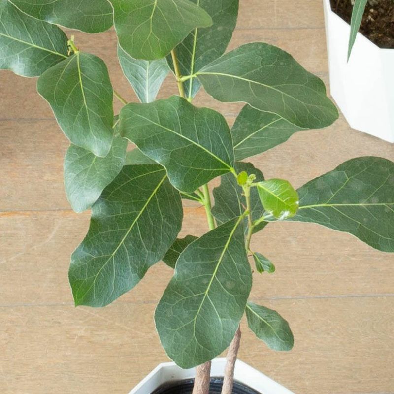 ブラキチトンポプルネウス葉の形状（個体差）楽しむボトルツリー