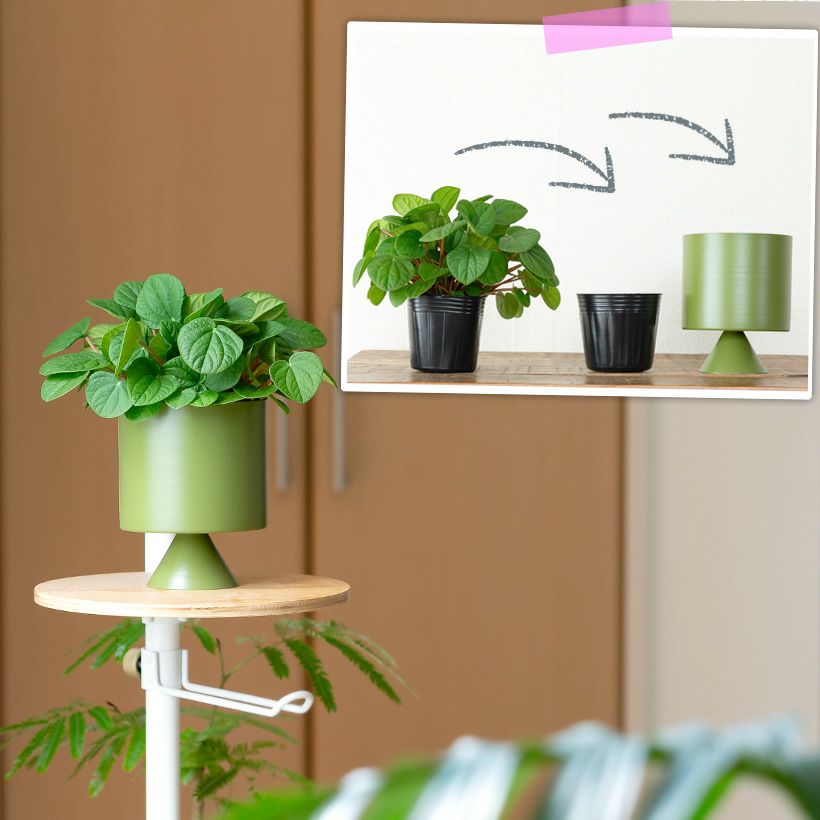 観葉植物 鉢 観葉植物の植え替えはこの鉢が人気！「4色」から選べる陶器鉢e-花屋さん