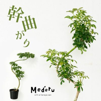「幹曲がり」シェフレラ・コンパクタ（5号スリット鉢）※同梱不可商品