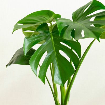 Amazon | xinyun モンステラ植物のモスポール - 鉢植え用の