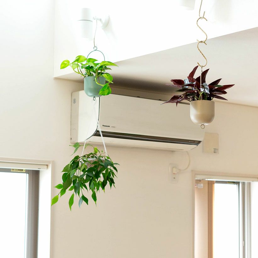 観葉植物の植え替えはこの鉢が人気！「4色」から選べる陶器鉢e-花屋さん