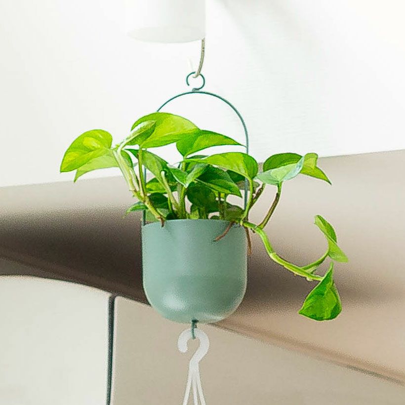 観葉植物の植え替えはこの鉢が人気！「4色」から選べる陶器鉢e-花屋さん