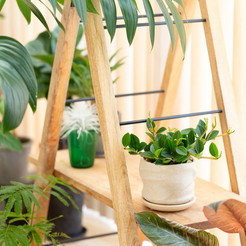 作家物 植木鉢 作家風（手作り風）セラミック陶器鉢：アイボリー