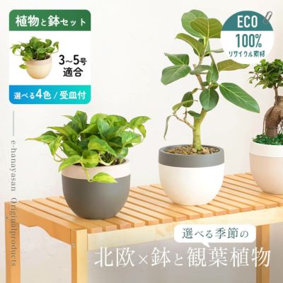 バックアップ